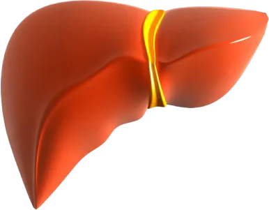 Gastroenterólogo - Hígado